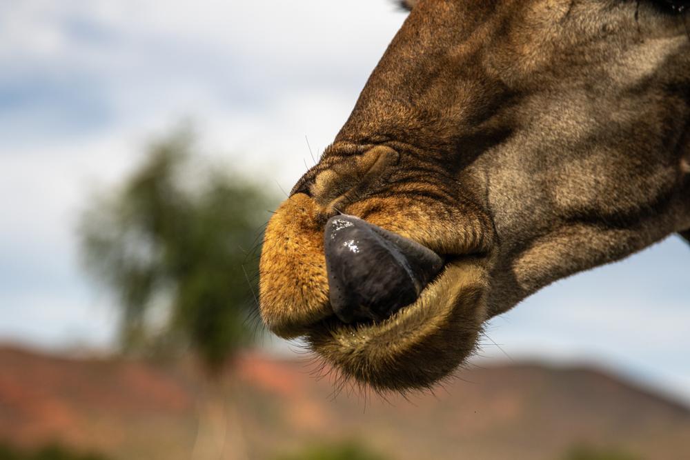 Why Are Giraffes Tongues Black? - Christophe Garon