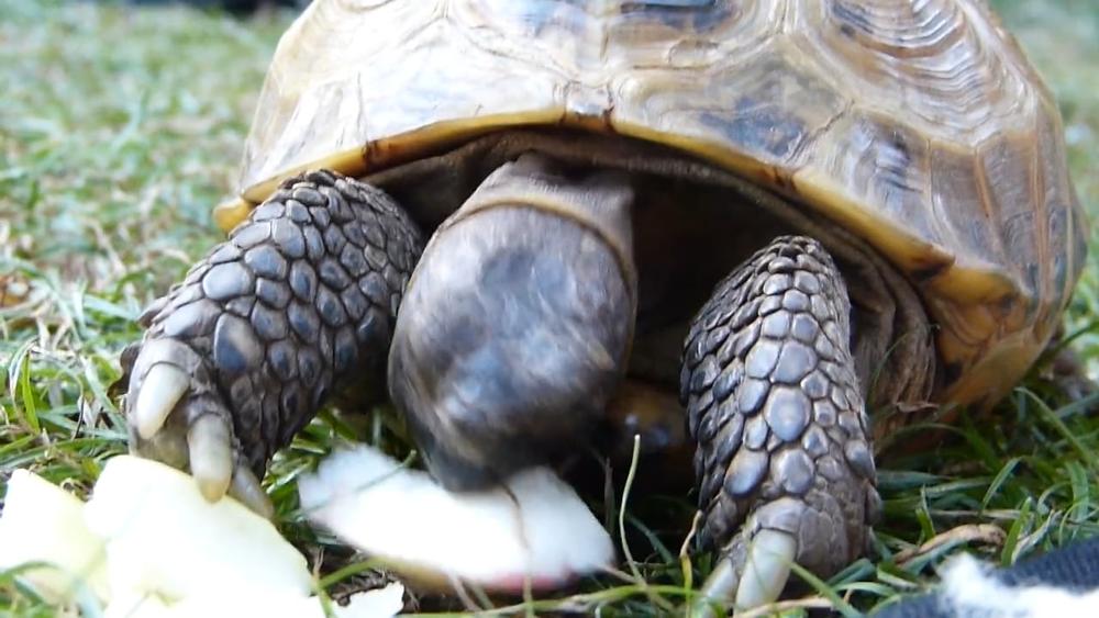 What Can Tortoises Eat? A Controversial Look into Tortoise Diet and ...