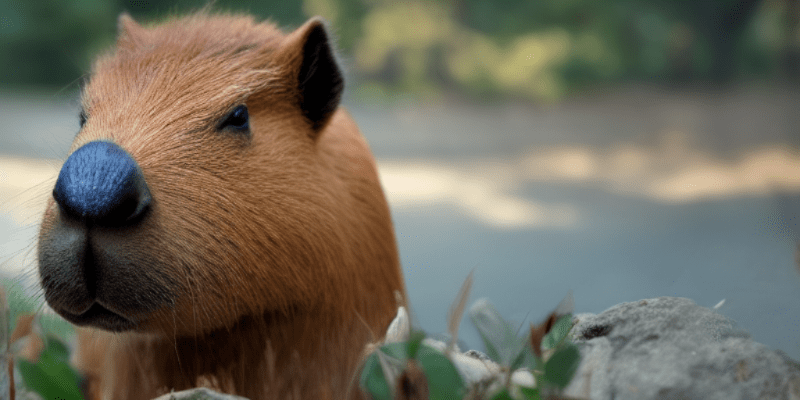 Are Capybaras Dangerous? - Christophe Garon